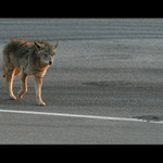 Za čáru už nesmím :-(