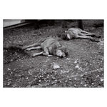 Mrtvej vlk a mrtvej vlk