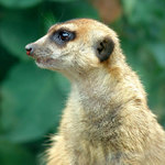 ... co se tam děje ? ...