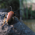 Odcházím....(za holubem..)