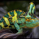 Chameleon