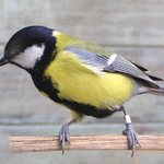 Okroužkovaná sýkorka