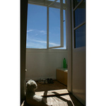 pes pozorný a pozorující