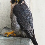 Co nám to přistálo za oknem?