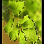 Adiantum