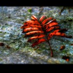 Šumavské obrázky I