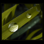 Slzy [Barevné variace I]