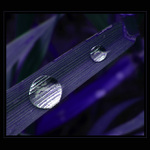 Slzy [Barevné variace II]