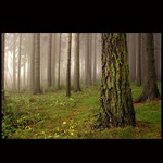 Pivoňská zastavení II