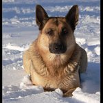 Ronja