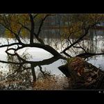 jak začaly ryby skákat ..<br><b>--u rybníka II.--</b>