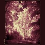 ..:: blOOdy wOOds ::..