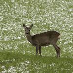 asi "smutná" srnka