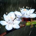 -= cherry et night =-
