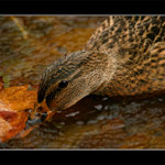 Co tam bude co tam bude