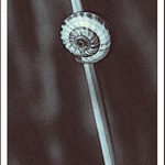 Šneček na stéblu trávy