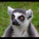 Lemur