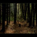 V lese, v lese v ....