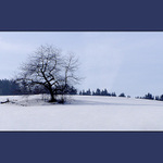 Na kopečku stromeček...