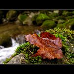 Jeseň pri potôčiku