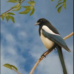 Tohle je jeden z nejchytřejších ptáků ...ale hlídejte si drobné