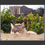 The cat and the grape