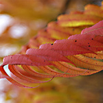 Podzimní pihy krásy