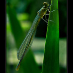  ...100kB v protisvětle... (vzpomínka na léto...)