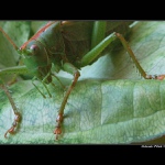 Hladný návštevník