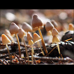 Tieto nikto nezbiera...