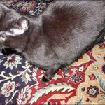 Čerňucha na koberci po babičce