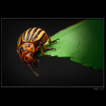 ...Hmyzák II...