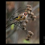 Stehlíkofka podzimní