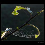 Kotva a kotevní lana