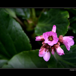 flowers from b.a.