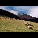 Ovce moje ovce.....