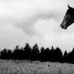 Po trávě, po lese, po nebi