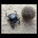 Scarabeus / Kheper / Hovnivál