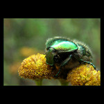 nějaký brouček :-)