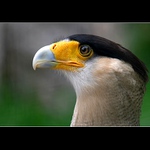 <strong>[ k a r a n č o ]</strong>