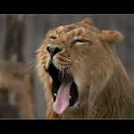 <strong>:. nuda v ZOO Praha .:</strong>