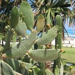 Tančící domorodec