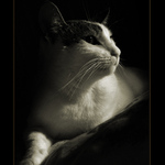 my cat