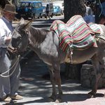 Starého psa novým kouskům nenaučíš...