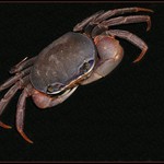 Cardisoma armatum