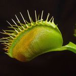 Adéla právě večeří