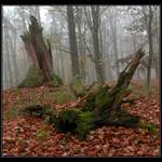 Podzimní variace II.