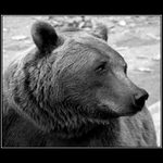 Medvěd, který nejed