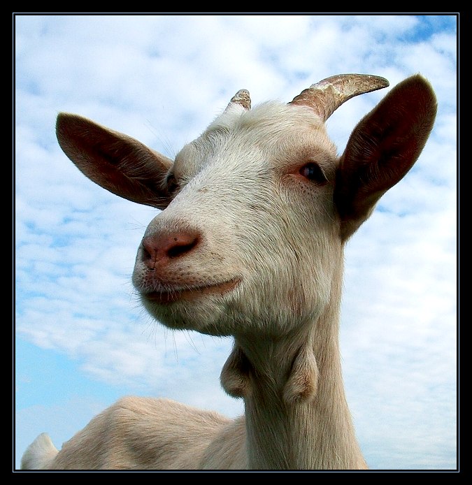 Bílá, bílá, bílá, bílá...