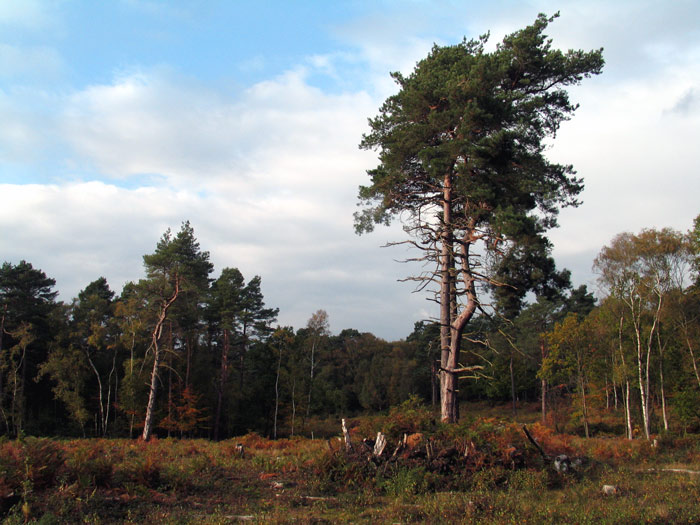 Burnham Beeches 1
